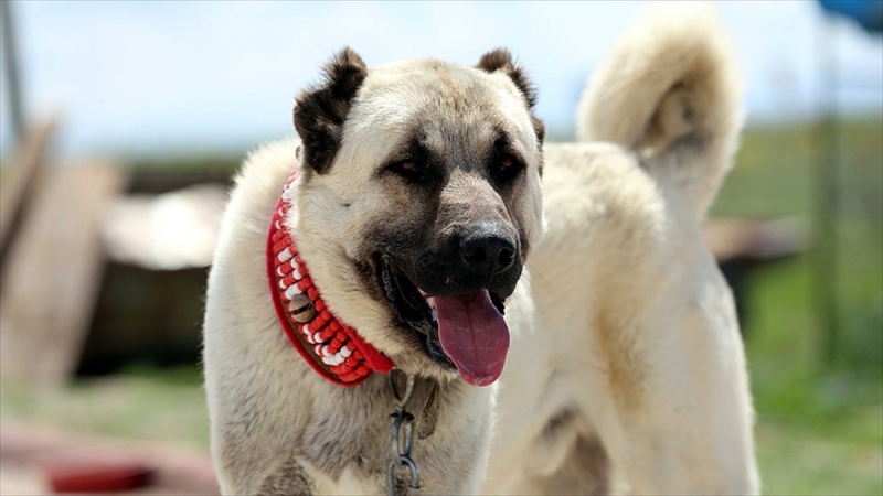  Fransız çobanlar 'Kangal' ile nefes aldı