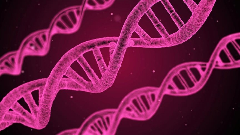 Hücrelerde DNA'nın yeni bir yapısı keşfedildi 