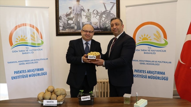 Yerli patates 'Nahita' yurt dışına açılıyor