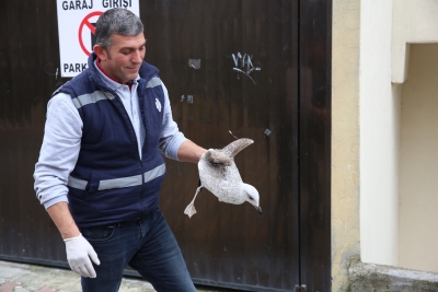 Yaralı Martıya Ümraniye Belediyesi Ekipleri Müdahale Etti